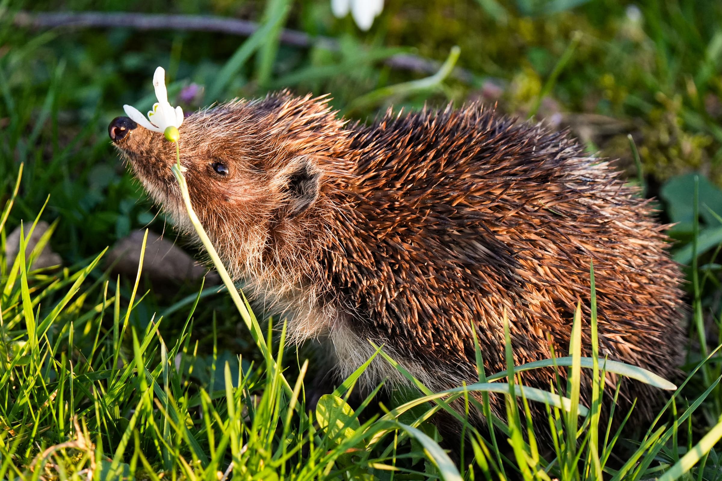 Igel schnuppert im Abendlicht an einer weissen Blüte