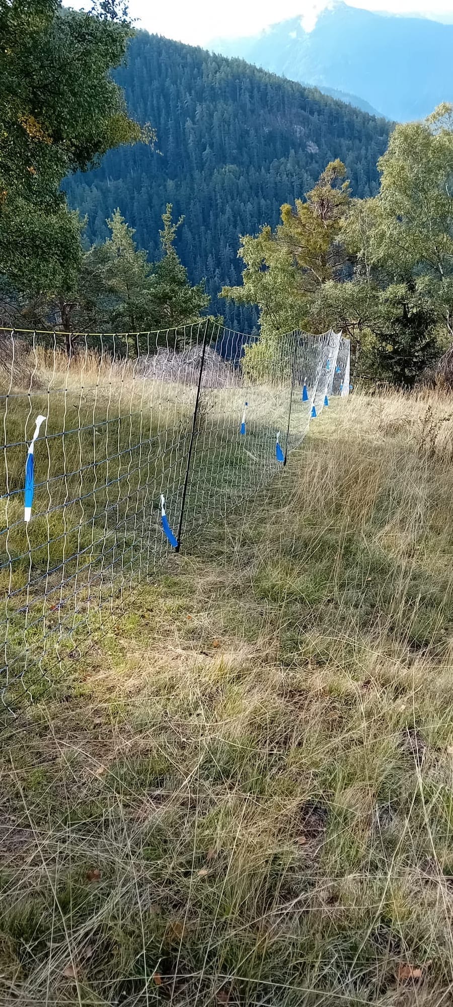 Wildtierschonender Weidezaun