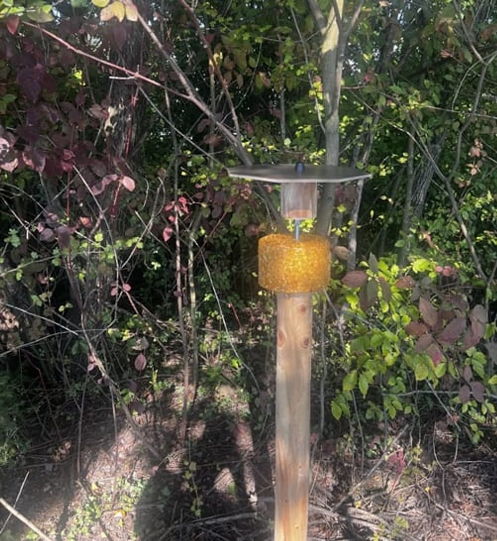 Wildsalzquellen